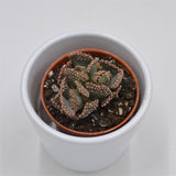 Titanopsis fulleri - 5,5cm