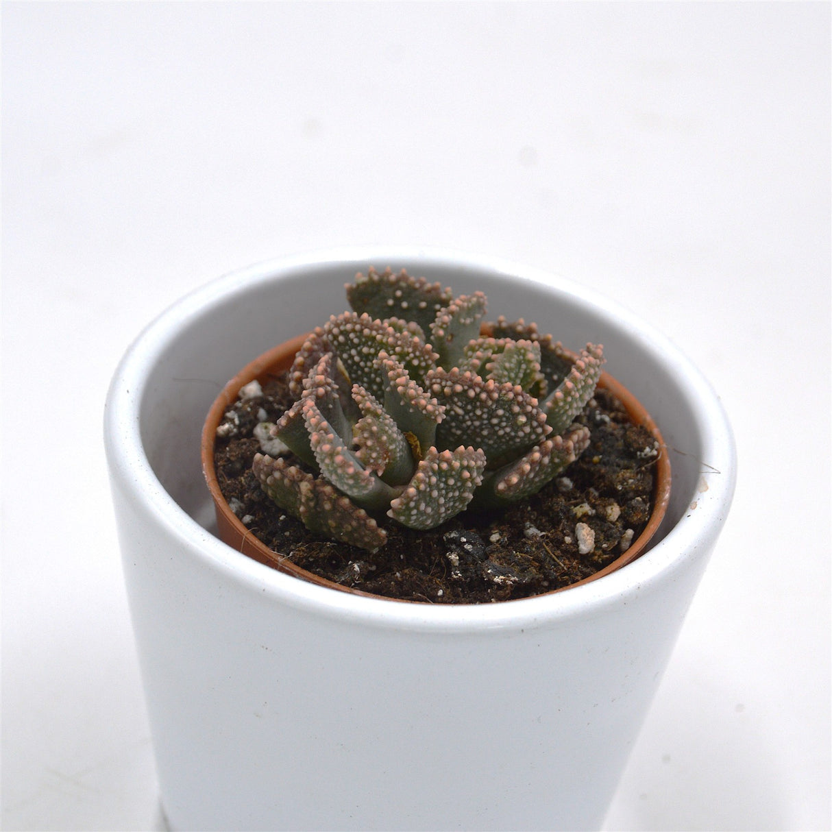 Titanopsis fulleri - 5,5cm