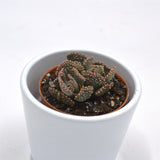 Titanopsis fulleri - 5,5cm