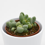 Vanheerdea divergens - 8,5cm
