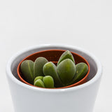 Vanheerdea divergens - 5,5cm