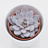 x Graptoveria Lulu - 5,5cm