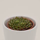 x Graptoveria Olivia - 5,5cm
