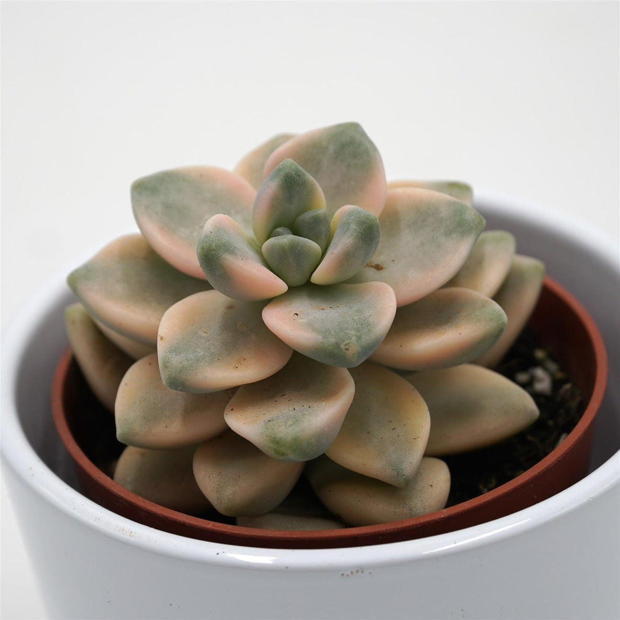 x Graptoveria titubans  f. variegata - 8,5cm