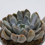 x Graptoveria Topsy Debbie - 8,5cm