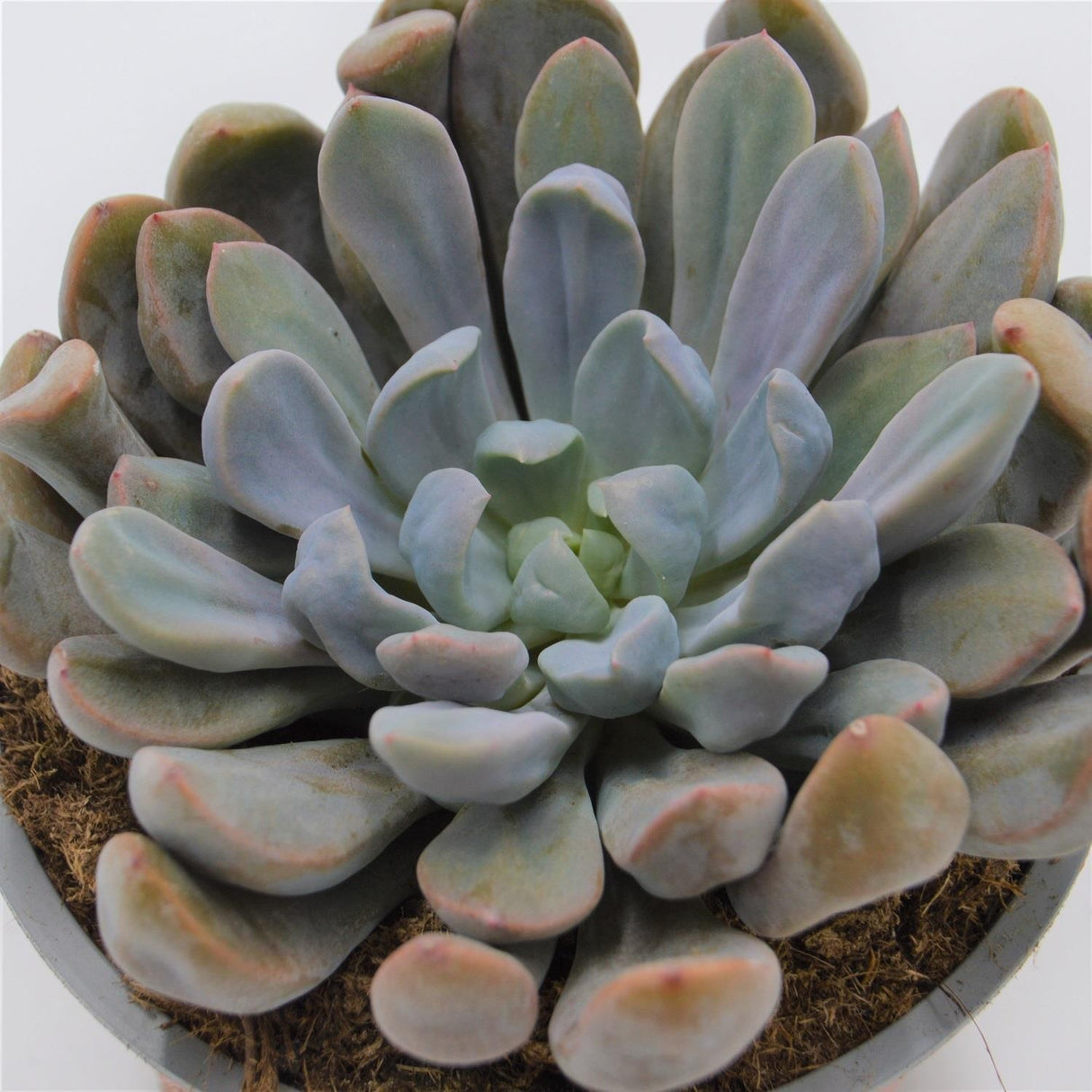 x Graptoveria Topsy Debbie - 8,5cm