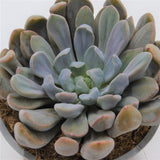 x Graptoveria Topsy Debbie - 8,5cm
