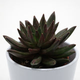 x Pachyveria Izar - 8,5cm