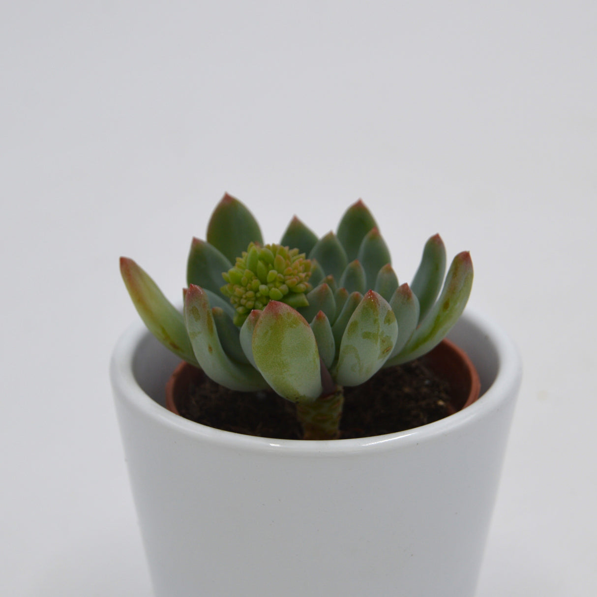 x Sedeveria Blue Elf - 5,5cm
