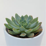 x Sedeveria Blue Elf - 5,5cm
