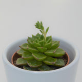 x Sedeveria Letizia - 5,5cm