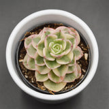 x Sedeveria Rolly f. variegata - 6cm